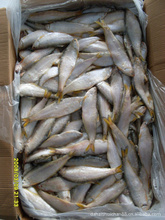 临沂水产品批发市场解析 冷冻粗加工水产品价格与优质采购指南