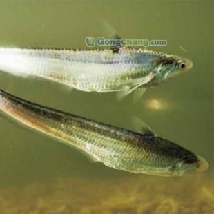 长江刀鱼批发首选，刘兴水产专注高品质农副产品供应