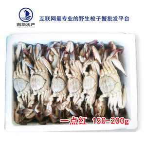 【梭子蟹母】梭子蟹母价格/图片_梭子蟹母批发/采购_梭子蟹母厂家/供应商