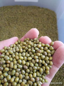 敖汉小米再获国家级荣誉，农副产品销售迎来新机遇